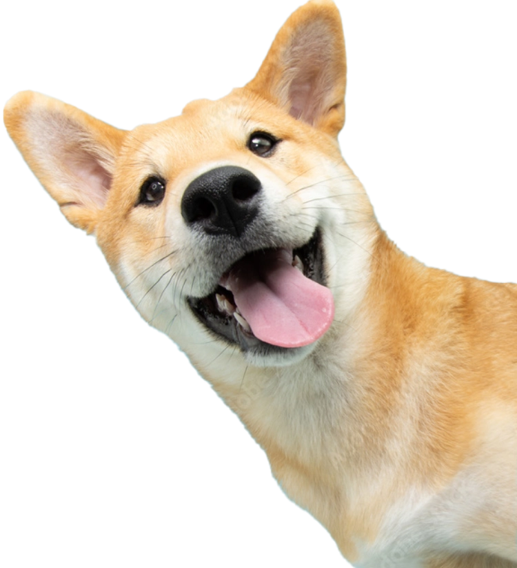 犬の画像
